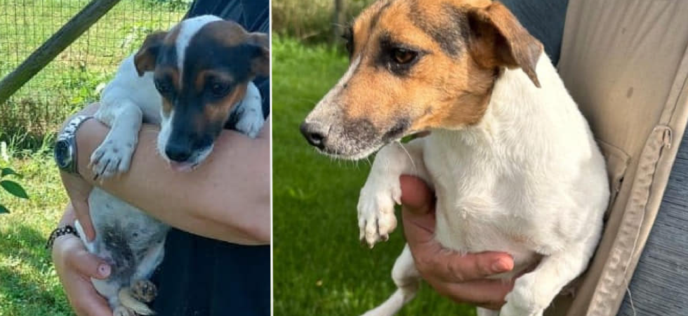 "Cedute perché l'allevatore non è più interessato alla razza", le Jack Russell Layla e Lola cercano casa